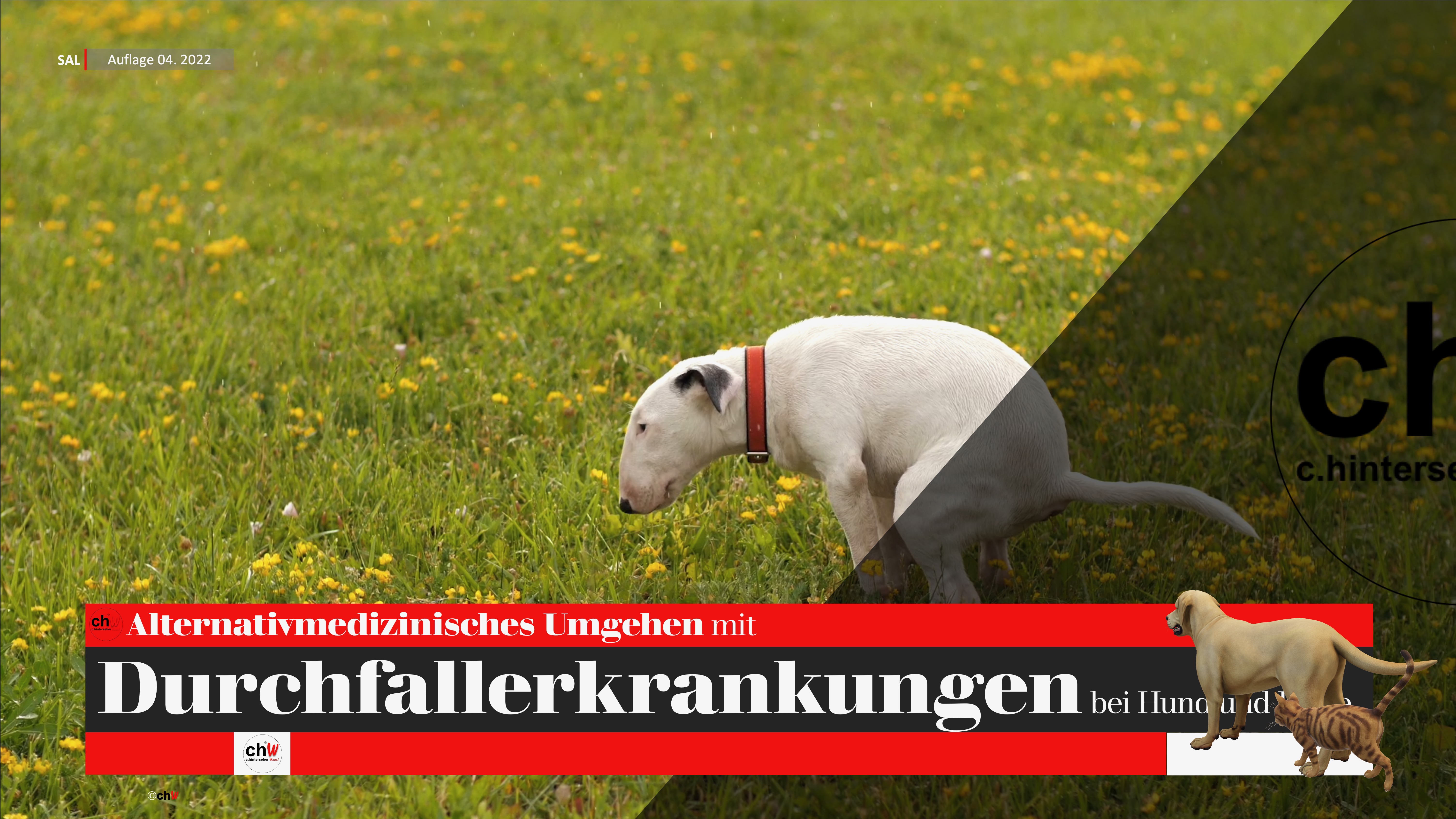 chW Alternativmedizinisches Umgehen mit Durchfallerkrankungen bei Hund und Katze