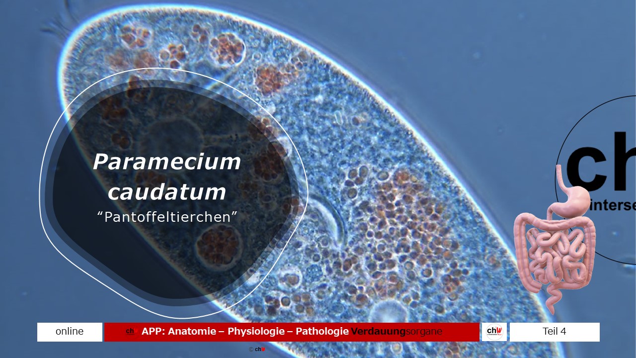 Chw App Anatomie Physiologie Pathologie Verdauungsorgane Ii C