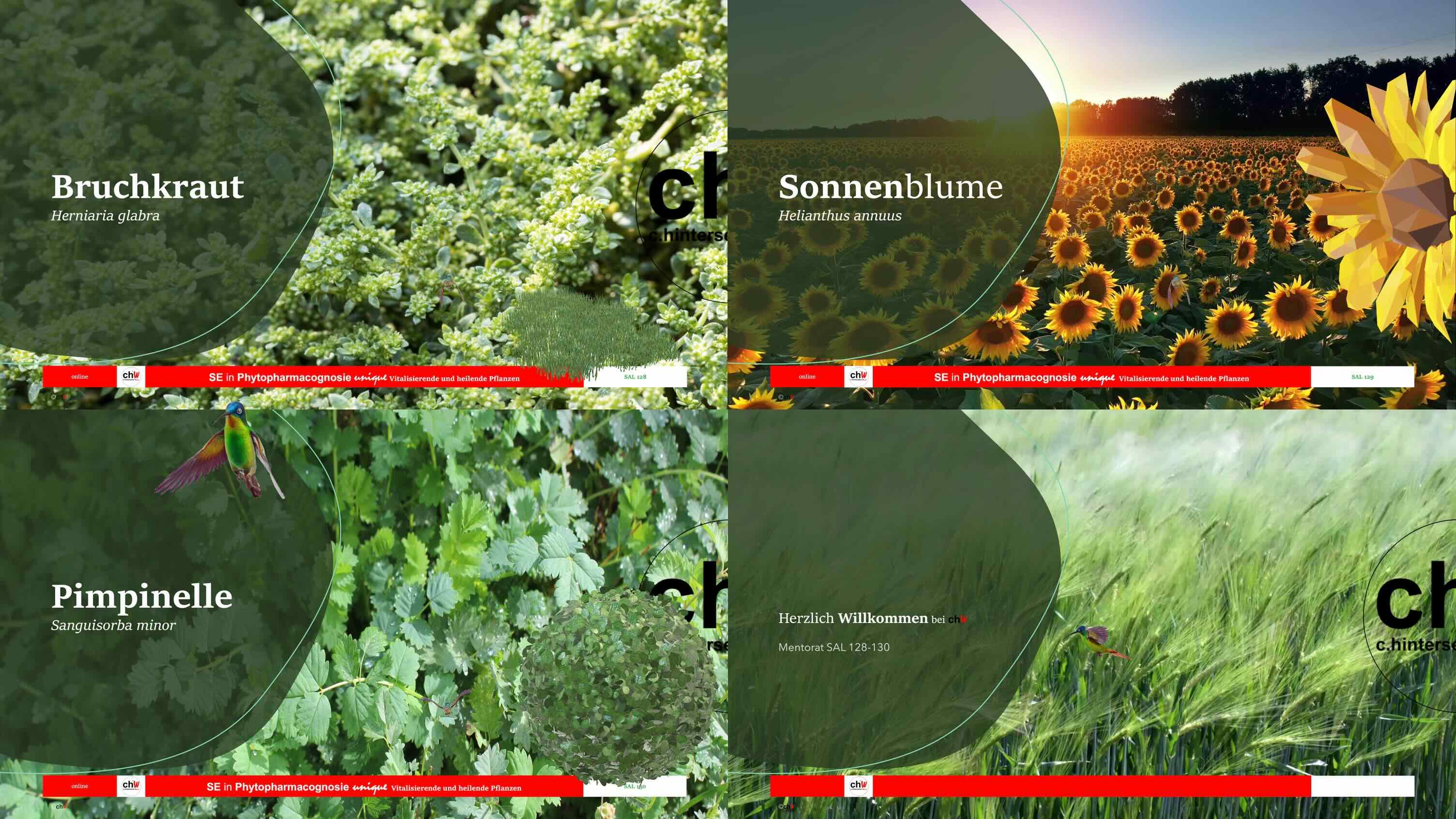 chW SE in Phytopharmacognosie unique – SAL 128 Bruchkraut, Herniaria glabra  – SAL 129 Sonnenblume, Helianthus annuus  – SAL 130 Pimpinelle, Sanguisorba minor – Mentorat SAL 128, SAL 129, SAL 130