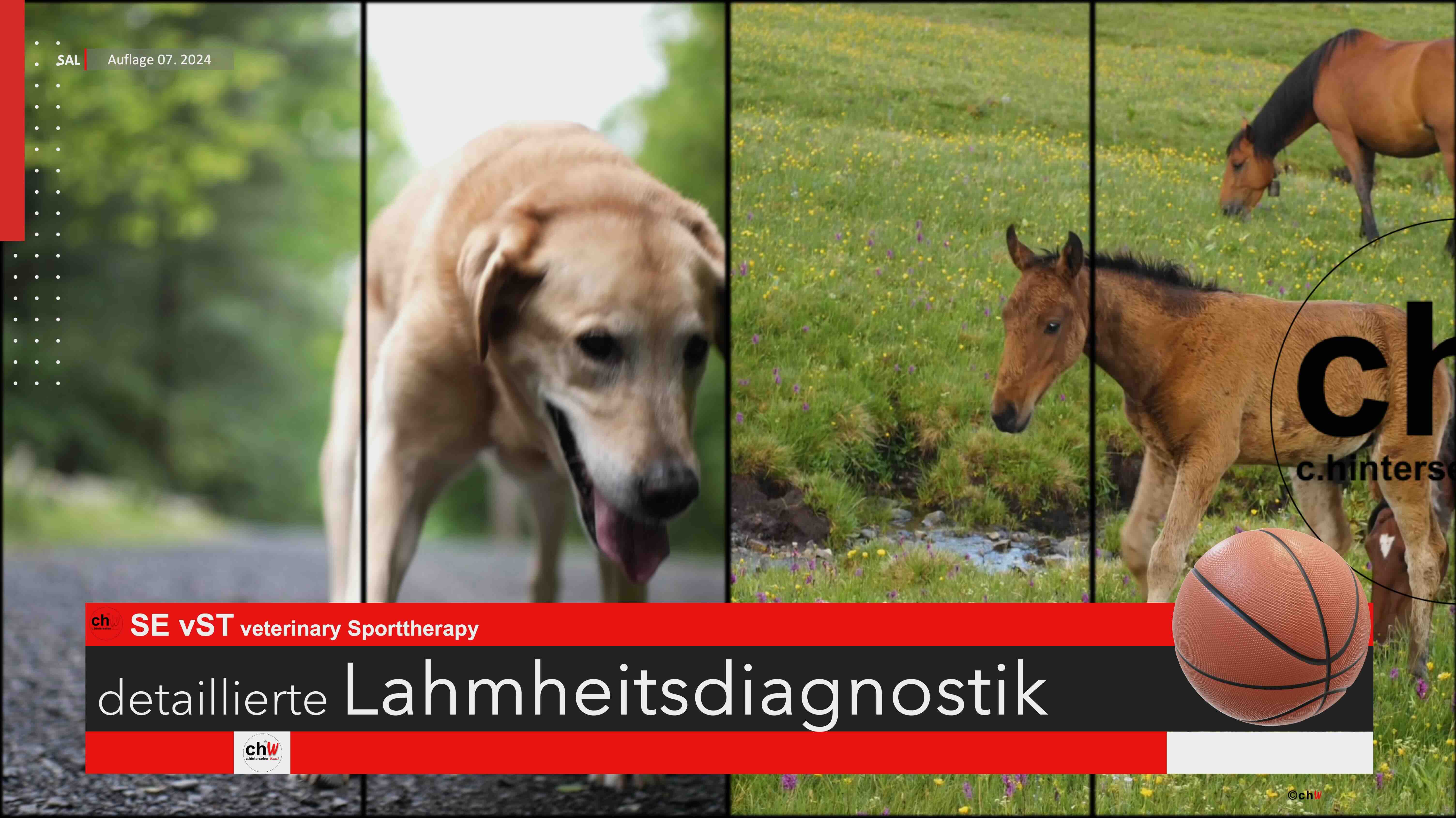 chW SE vST veterinary Sporttherapy detaillierte Lahmheitsdiagnostik